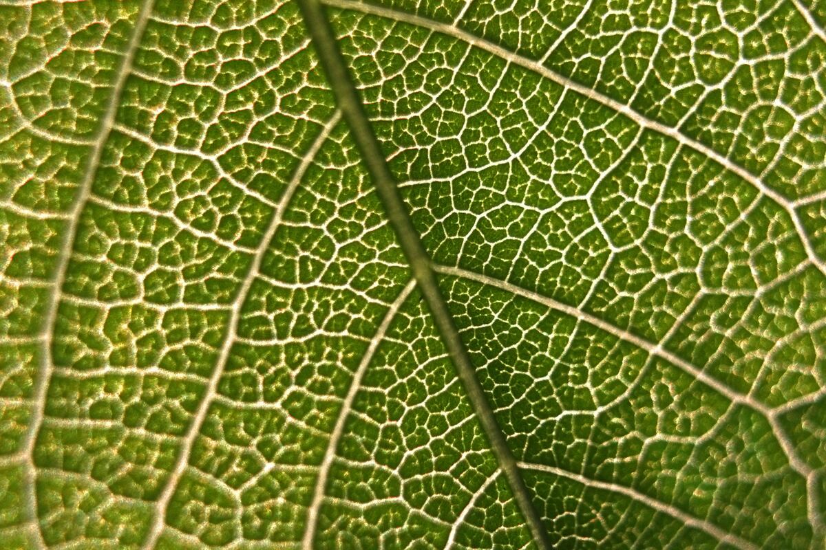 A close-up images of a green leaf showing its structure.