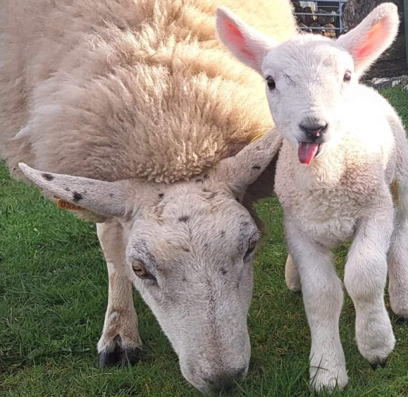 Phot of sheep and a lamb