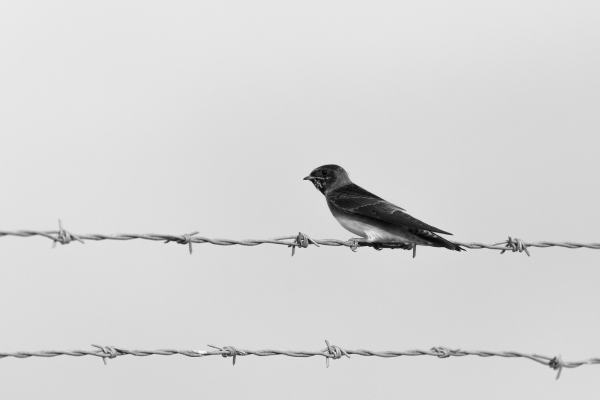 a bird sits on barbed wire