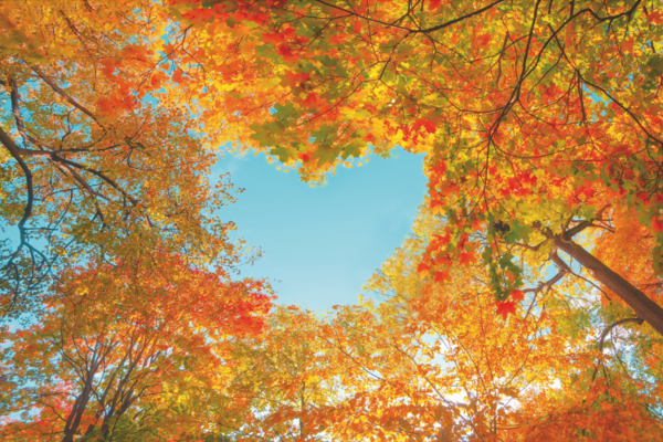 A heart shaped gap of sky shows looking up through trees of orange and yellow