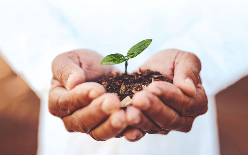 hands cupping a seedling in some earth
