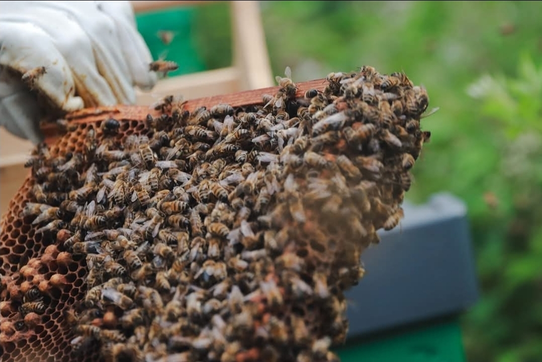 Photo on bees from a bee hive