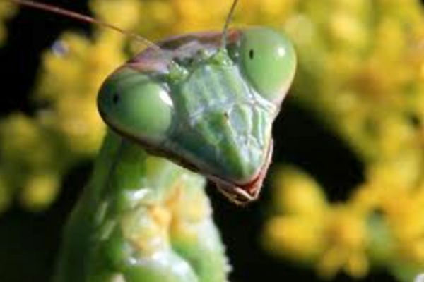 Webinar: Insect remedies in homeopathy
