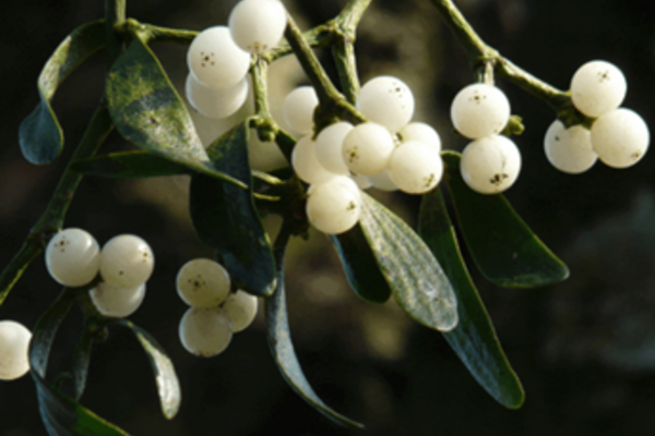 https://ncim.org.uk/event/mistletoe-training