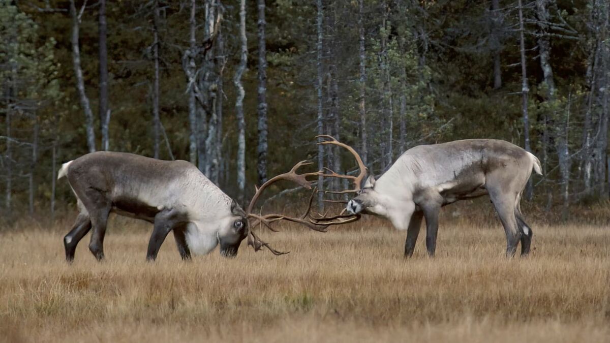 Wild forest reindeer