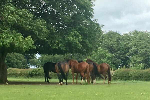 A group of horses, all heads together,  under a tree on a summers day