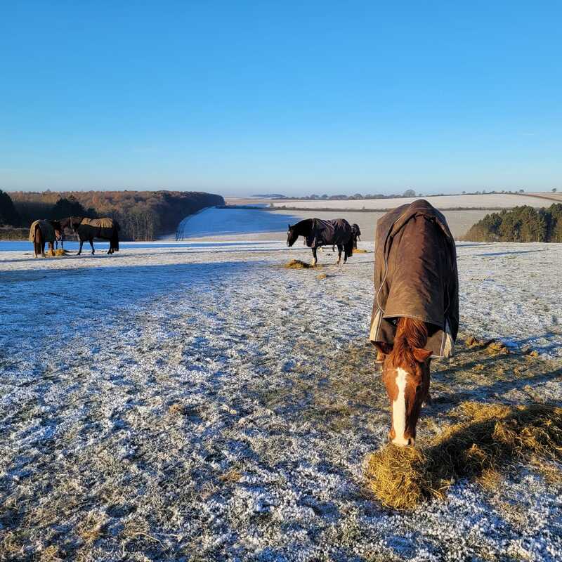 White frosty field with horses eating hay against a distant backdrop of the rolling Downs and a brilliant clear blue sky.