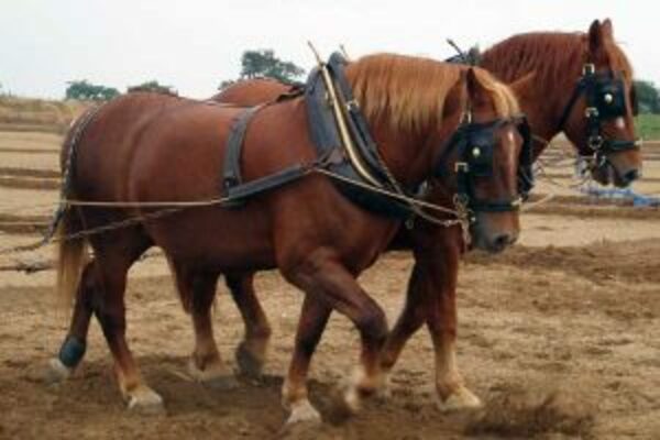 Two Suffolk Punch horses working side by side