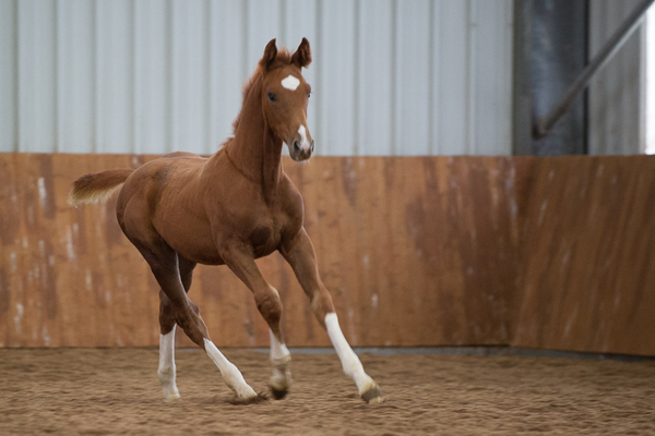 Young foal by its mother's side