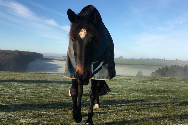 Friendly looking dark horse walking towards us against a backdrop of beautiful rolling hills on a frosty morning