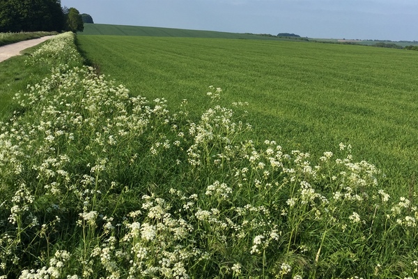 new views are the best - a track on the ridgeway leading into the distance