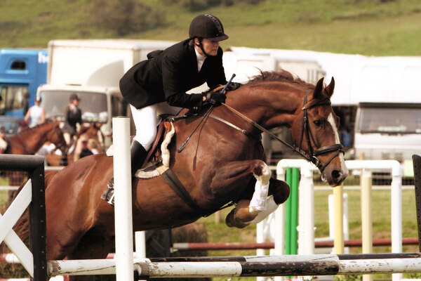 shiny chestnut horse jumping a fence - easily 