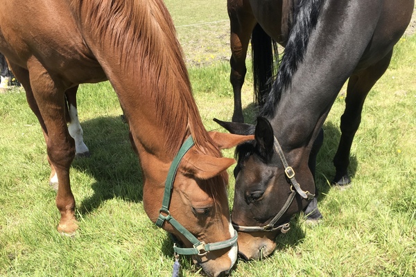 Two happy grazing horses - noses touching as they eat!