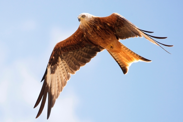 my excellent photo of a Red Kite soaring above!