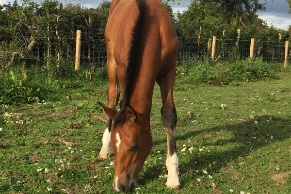 Our foal busy eating grass as she looks forward to every day as it is! 