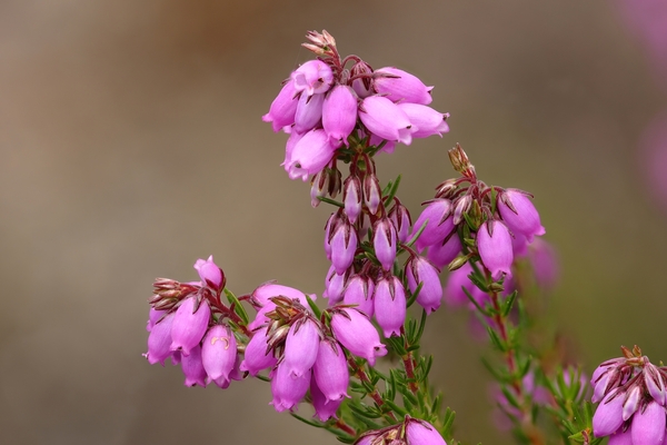 A pinky purple flower to represent Purple Tuesday