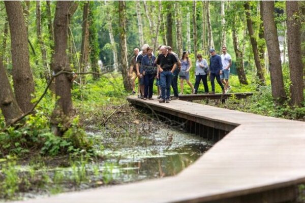 Wooden boardwalk through wetland forest