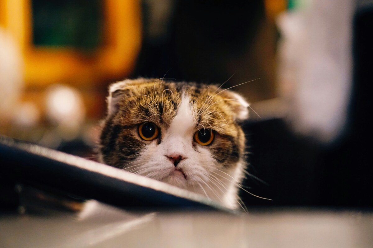 Photo by hang niu on Unsplash