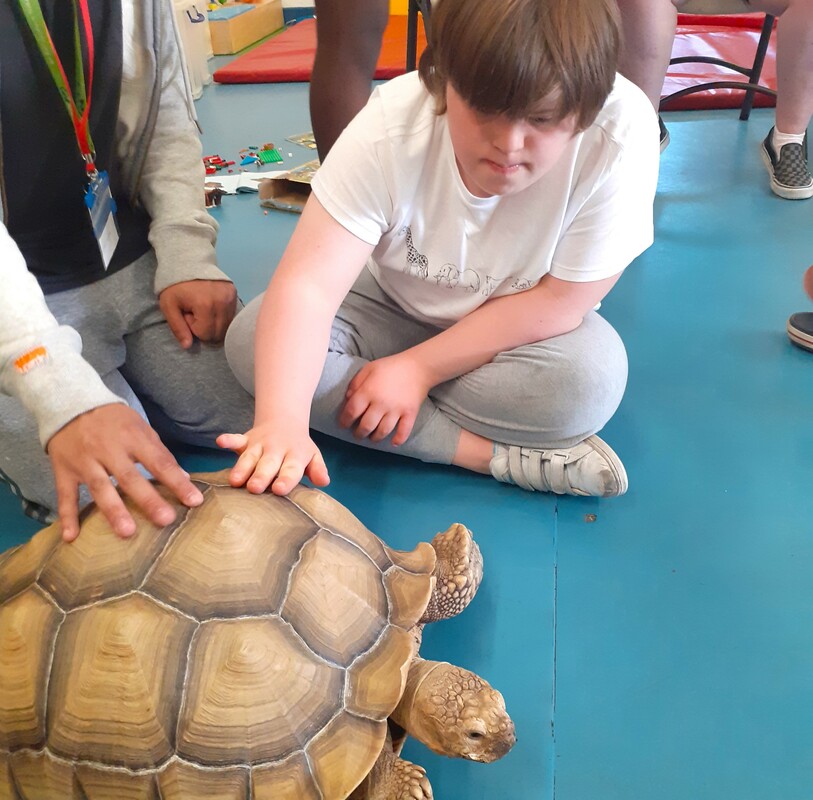 A young boy meeting a tortoise 