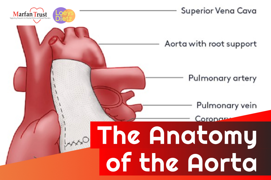 The Anatomy of the Aorta | Marfan Trust