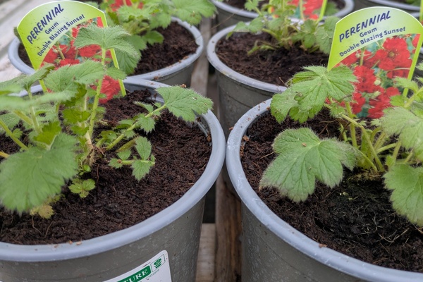 Northdale Propagation Workshop