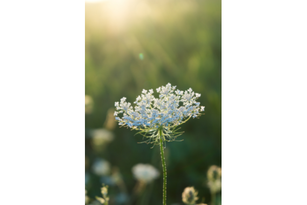 Image of a flower