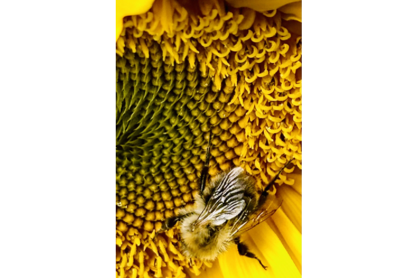 Photo of a bee on a sunflower