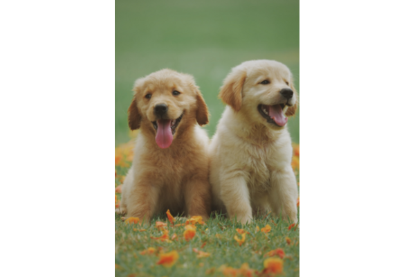 Photo of puppies