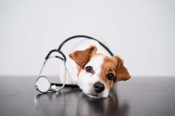 Dog with stethoscope