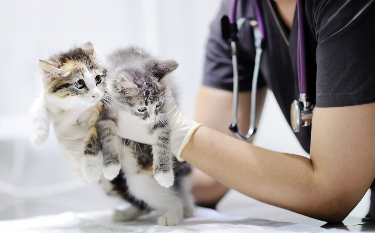 PreBSAVA CPD Spring Event 2024 Small Animal Medicine Society