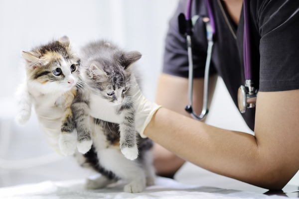 kittens with vet