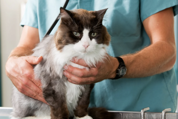 vet examining black and white cat