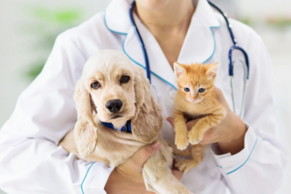 Spaniel and kitten with a vet