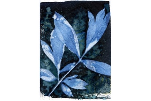 Photo of a cyanotype or blueprint of a stem and leaves, sponged irregularly to vary the tone.