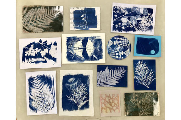An array of botanical cyanotypes including ferns and insects,
