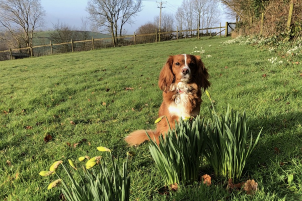 A spaniel sitting in a field behind daffodils