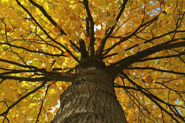 Tree with autumn leaves