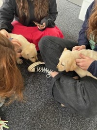 Picture of therapy dogs with uni students