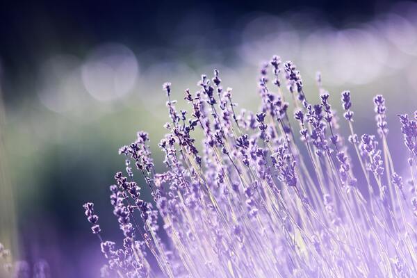 https://www.pexels.com/photo/shallow-focus-photography-of-lavenders-286763/
