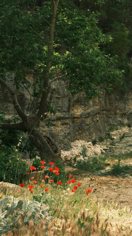 Outdoor scene with red poppies