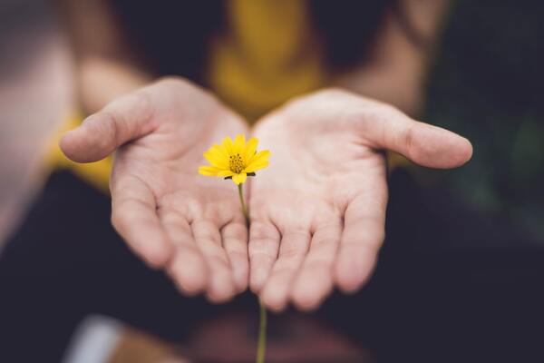 Two hands together holding a yellow flower
