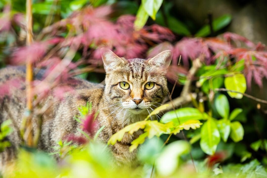 Dylan the tabby cat in the garden emerging from some plants