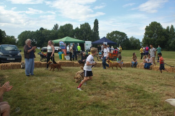 The Dog Show